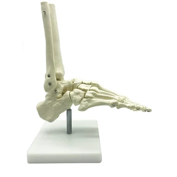 1:1 Inimese Skelett Suu Anatoomia Mudel Labajala Ja Hüppeliigese Koos Varre Anatoomiline Mudel Anatoomia Õpetamise Vahendid