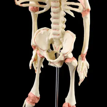 Inimese Laps Deformeerunud Pea Kolju Teadus-Mudel Skelett Anatoomilise Aju Anatoomia Õpetamise Ekraan D5QC